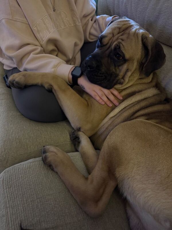 Cane Corso - Image 5 of 5