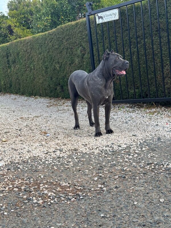 Cane Corso 3 years old