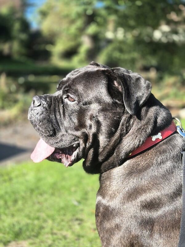 Cane Corso puppies for sale in Willenhall, West Midlands – 3 years old