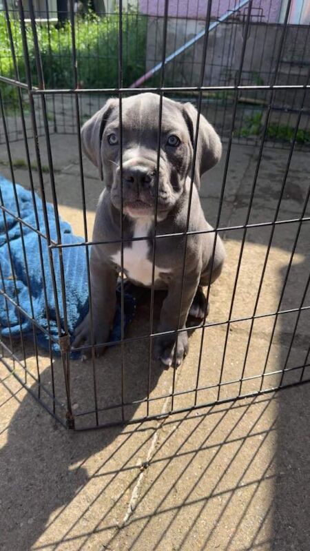 Cane corso