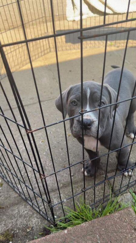 Cane corso - Image 2 of 6
