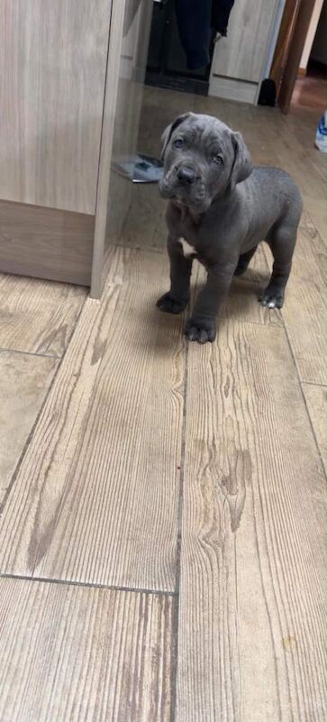 Cane corso - Image 3 of 6
