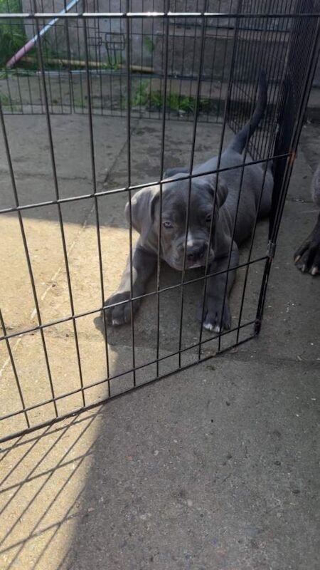 Cane corso - Image 4 of 6