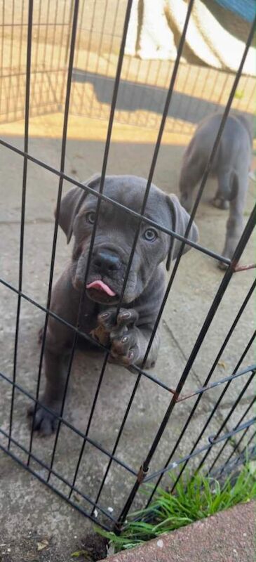 Cane corso - Image 5 of 6