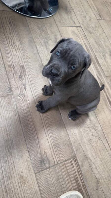 Cane corso - Image 6 of 6