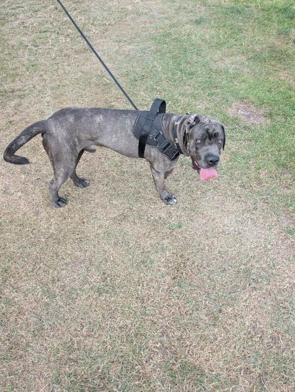 Cane corso