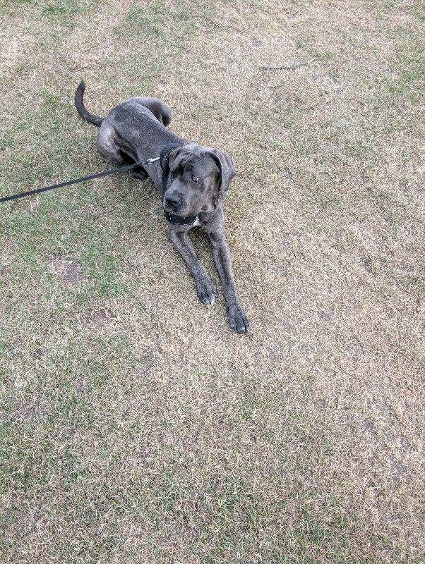 Cane corso - Image 2 of 6