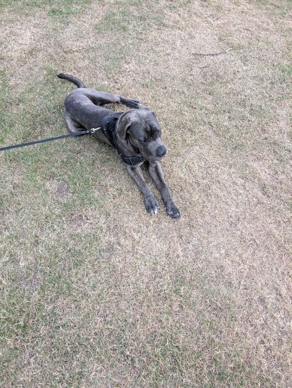 Cane corso - Image 3 of 6
