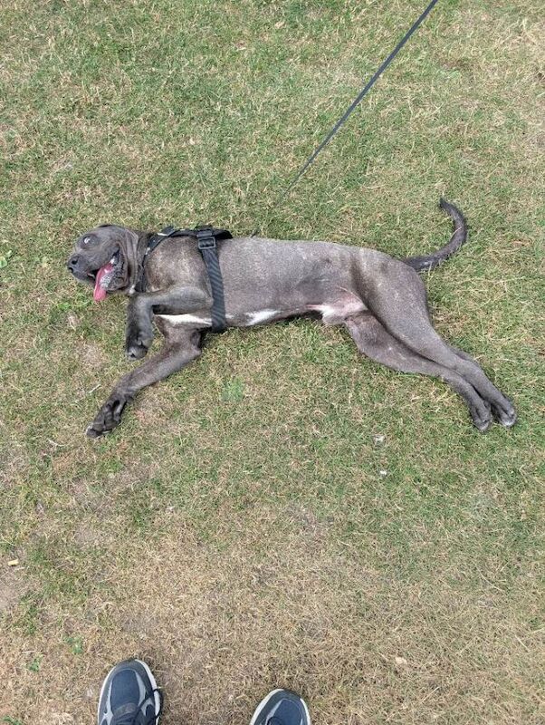 Cane corso - Image 4 of 6