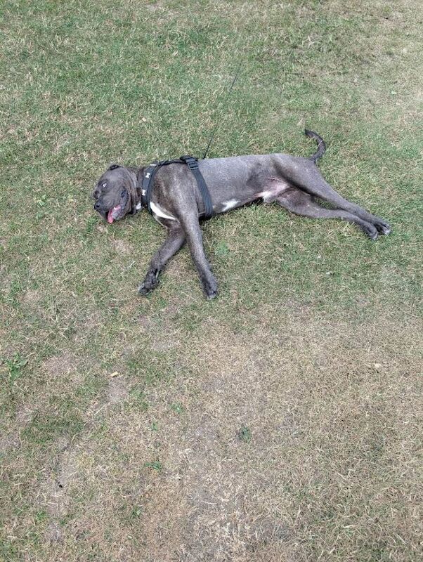 Cane corso - Image 5 of 6