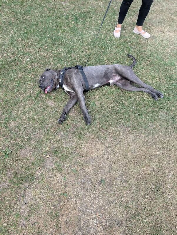 Cane corso - Image 6 of 6