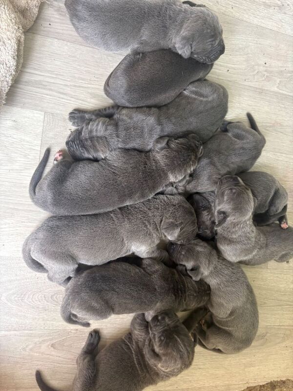 Cane corso