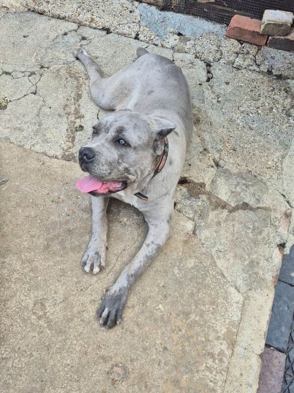 Cane corso