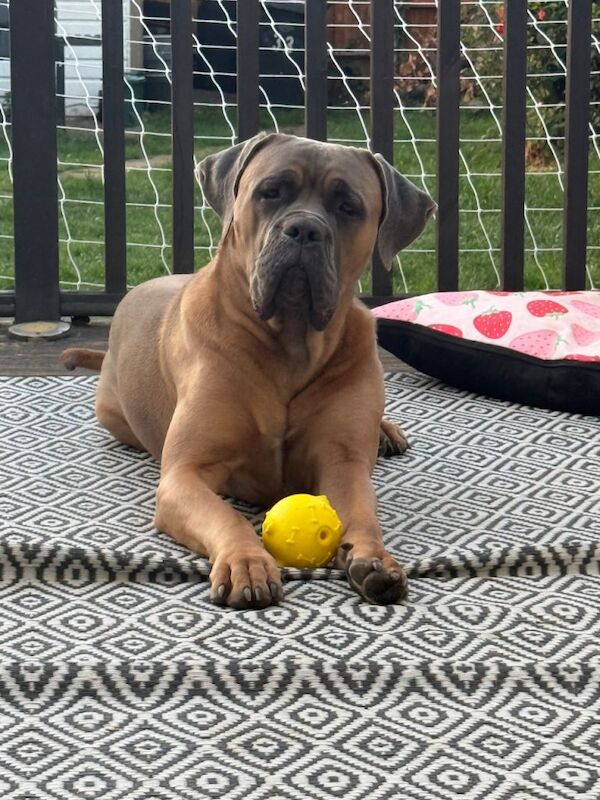 Cane Corso