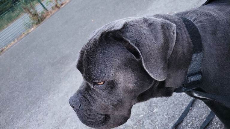 Cane corso