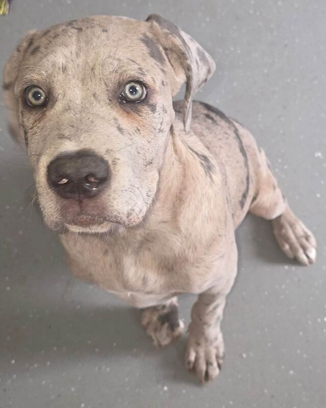 Cane corso
