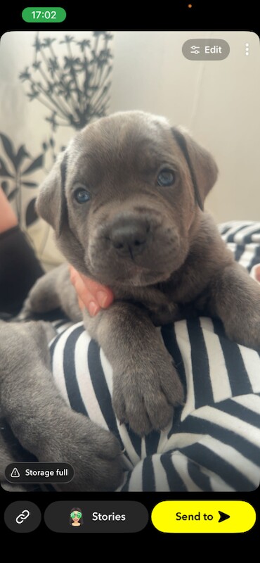 Cane Corso - Image 2 of 3