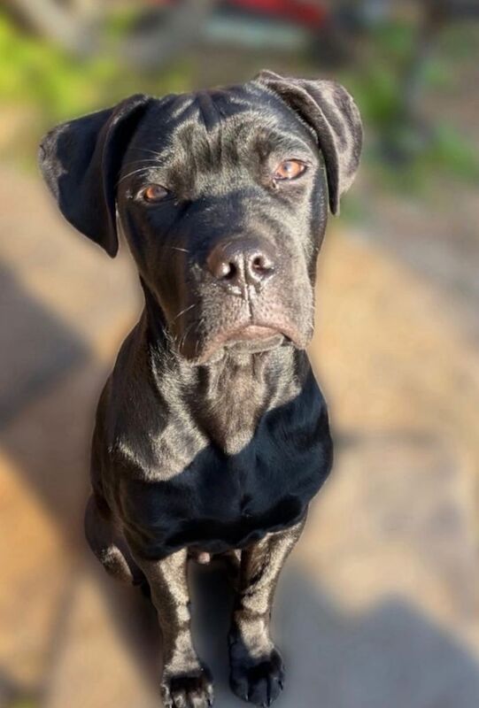 Cane Corso Puppies For Sale