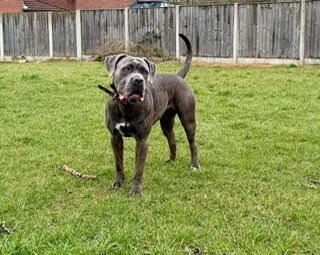Cane Corso