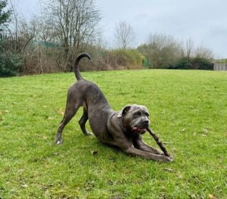 Cane Corso - Image 2 of 4