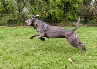 Cane Corso - Image 3 of 4