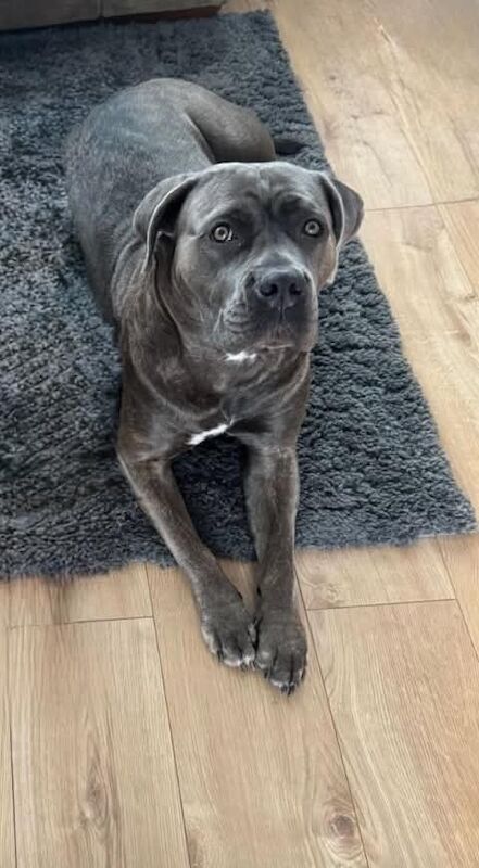 Cane Corso - Image 4 of 4