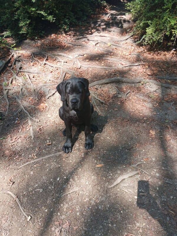 Cane Corso puppies for sale in Bournemouth, Dorset – 5 months old