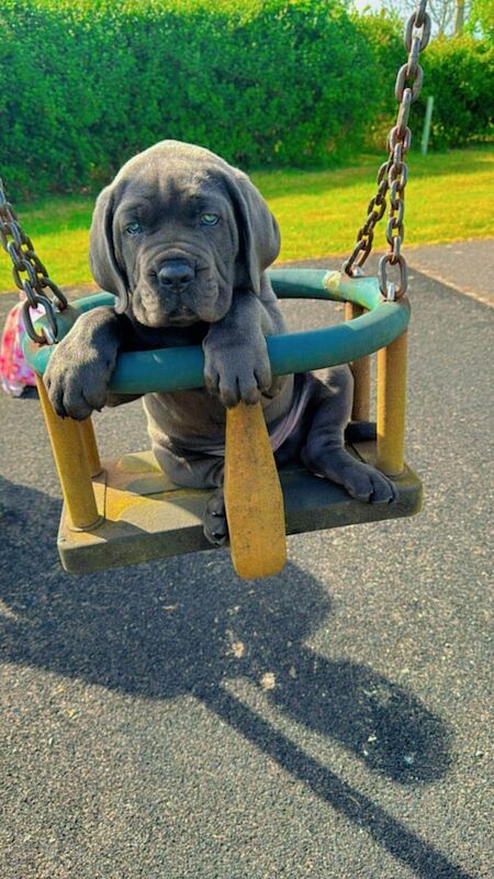 Cane Corso puppies for sale in Bournemouth, Dorset – 5 months old - Image 2 of 3