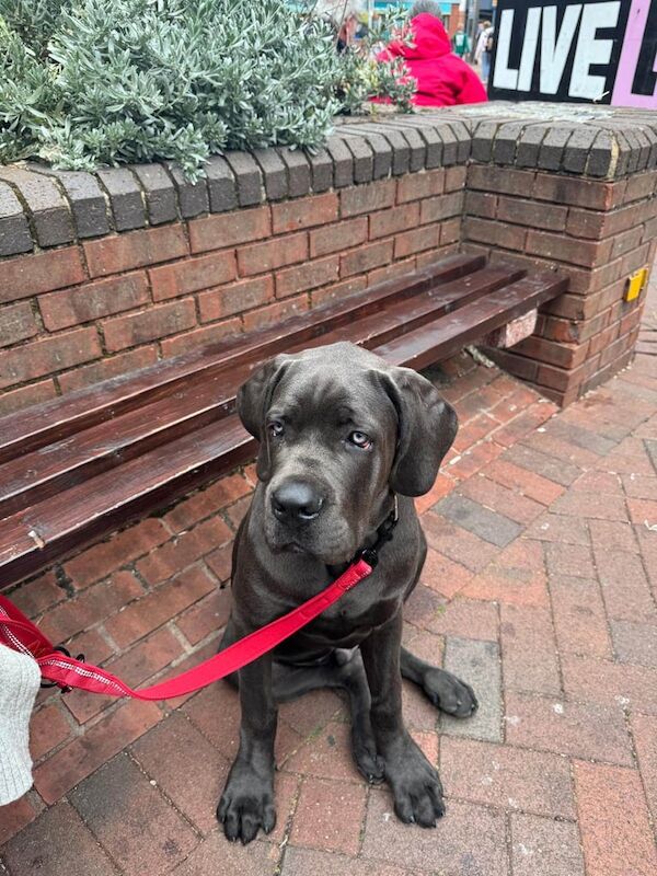 Cane Corso puppies for sale in Bournemouth, Dorset – 5 months old - Image 3 of 3