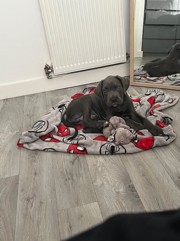 Cane Corso puppies for sale in Bow, Greater London – 4 months old