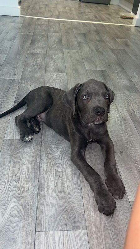 Cane Corso puppies for sale in Bow, Greater London – 4 months old - Image 2 of 3