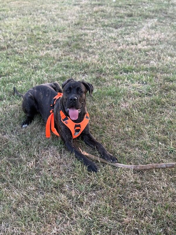Cane Corso puppies for sale in Corby, Northamptonshire – 8 months old