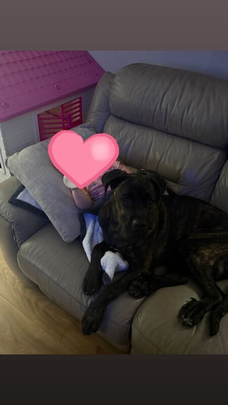 Cane Corso puppies for sale in Corby, Northamptonshire – 8 months old - Image 2 of 3