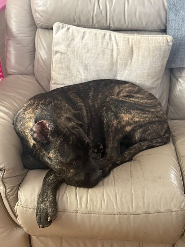 Cane Corso puppies for sale in Corby, Northamptonshire – 8 months old - Image 3 of 3