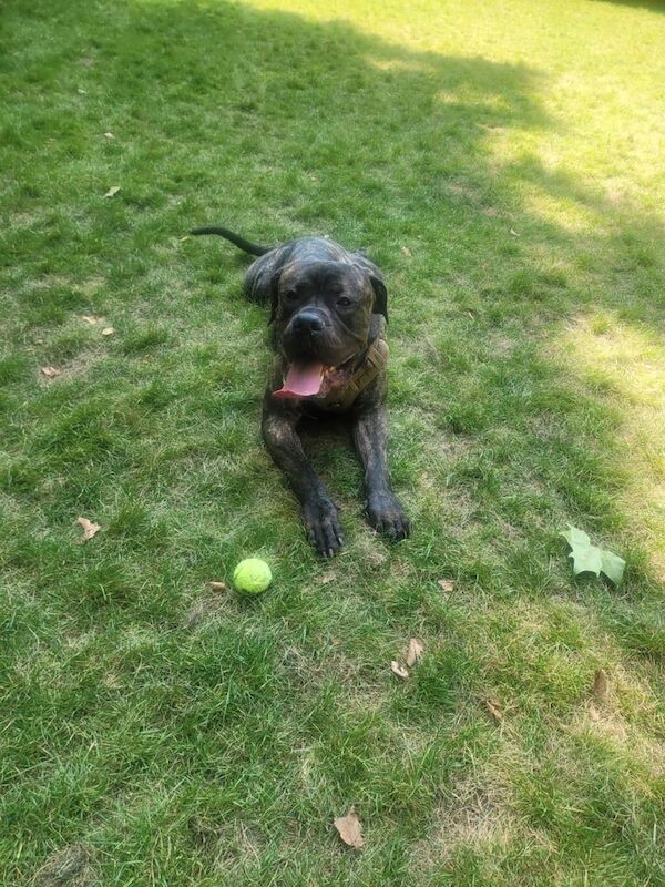 Cane Corso puppies for sale in Westminster, Greater London – 2 years old - Image 3 of 3