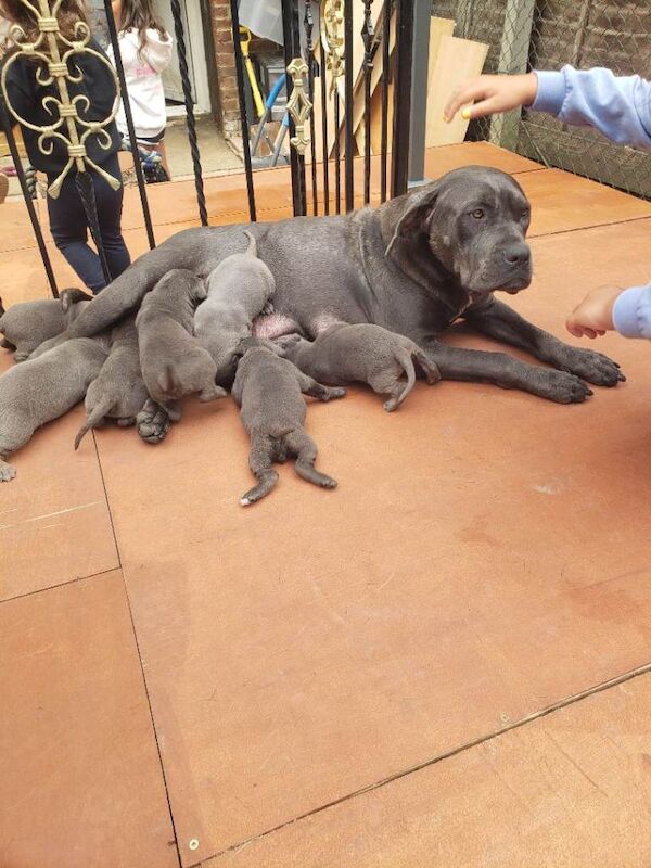 Cane corso Blue