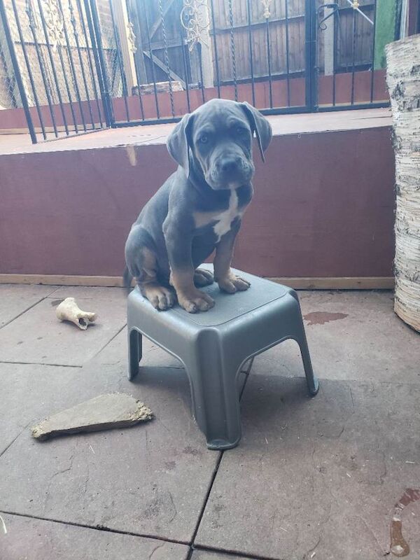 Kennel Club Registered Cane Corso Puppies For Sale