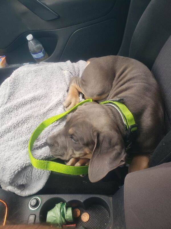 Cane corso Blue