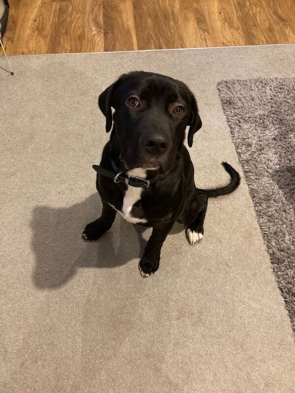 Cane Corso puppies for sale in Chesterfield, Derbyshire – 6 months old