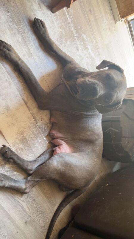 Cane Corso Brindle, blue eyes, silver-grey/blue