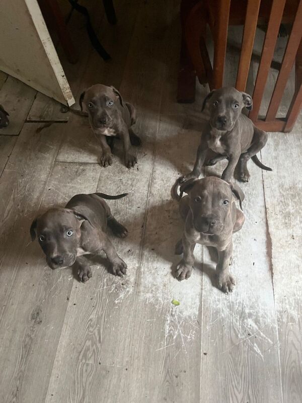 Cane Corso Brindle, blue eyes, silver-grey/blue - Image 2 of 4