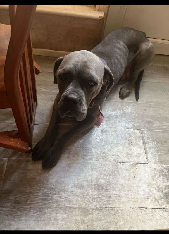 Cane Corso Brindle, blue eyes, silver-grey/blue - Image 3 of 4