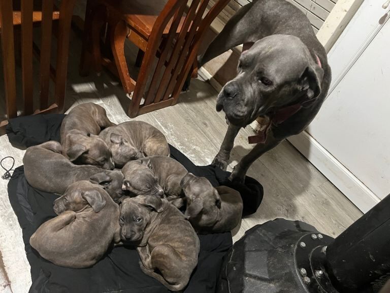 Cane Corso Brindle, blue eyes, silver-grey/blue