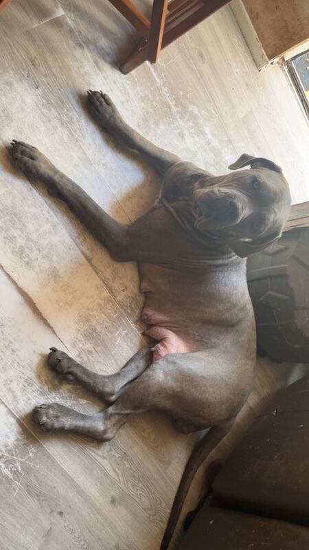 Cane Corso Brindle, blue eyes, silver-grey/blue - Image 2 of 5