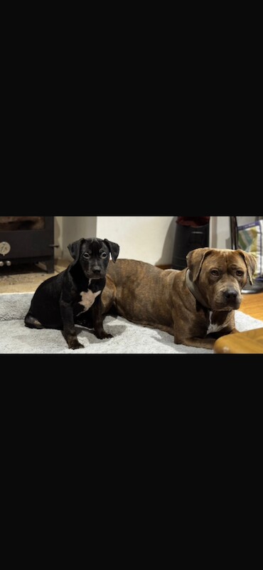 Cane Corso puppies for sale in Warrington, Cheshire – 11 weeks old