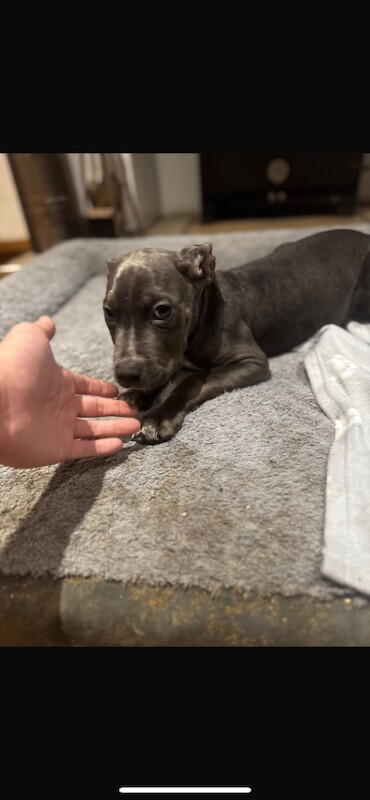 Cane Corso puppies for sale in Warrington, Cheshire – 11 weeks old - Image 2 of 6