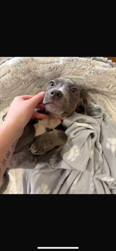 Cane Corso puppies for sale in Warrington, Cheshire – 11 weeks old - Image 3 of 6