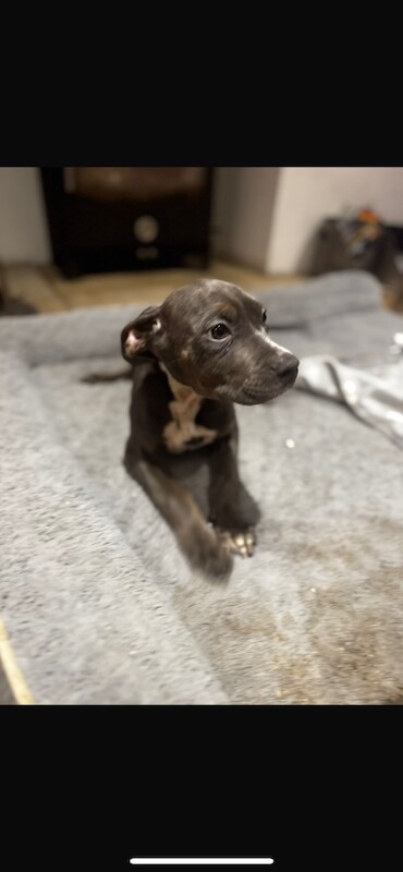 Cane Corso puppies for sale in Warrington, Cheshire – 11 weeks old - Image 4 of 6