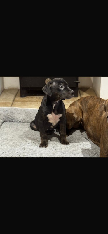 Cane Corso puppies for sale in Warrington, Cheshire – 11 weeks old - Image 5 of 6