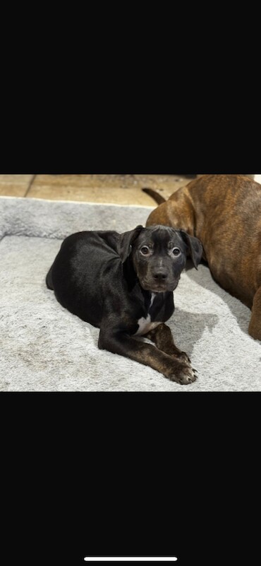 Cane Corso puppies for sale in Warrington, Cheshire – 11 weeks old - Image 6 of 6